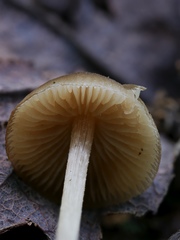 Sagaranella tylicolor