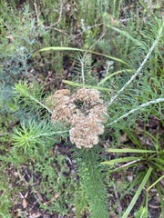 Cassinia cunninghamii