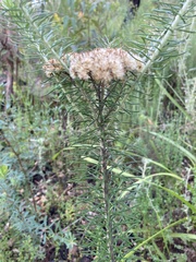 Cassinia cunninghamii