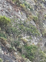 Sideroxylon mirmulans