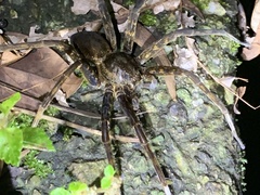 Dolomedes raptor