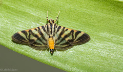 Spilomela discordens