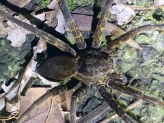 Dolomedes raptor