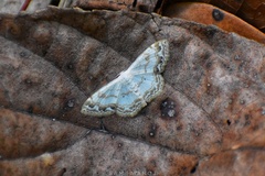 Scopula propinquaria