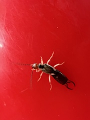 Marava arachidis