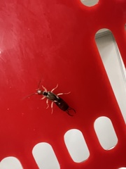 Marava arachidis