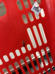Marava arachidis