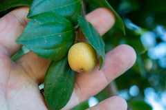 Sarcomphalus joazeiro