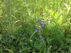 Polemonium occidentale