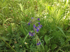 Polemonium occidentale