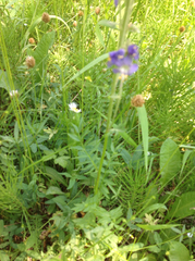 Polemonium occidentale