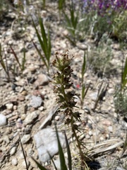 Ipomopsis spicata