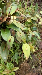 Pleurothallis bivalvis