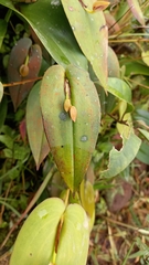 Pleurothallis bivalvis