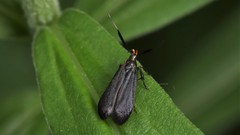 Dichomeris nonstrigella