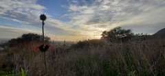 Leonotis nepetifolia