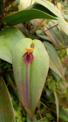 Pleurothallis bivalvis