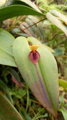Pleurothallis bivalvis
