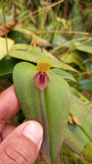 Pleurothallis bivalvis