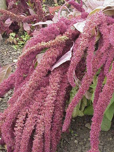 Love-lies-bleeding
