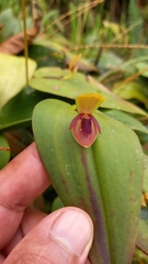 Pleurothallis bivalvis