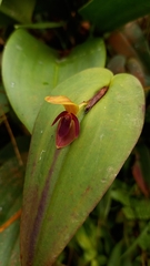 Pleurothallis bivalvis