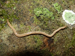 Geonemertes pelaensis