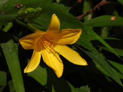 Hemerocallis middendorffii