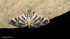 Spilomela discordens