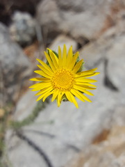 Heterotheca fulcrata