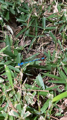 Argia nahuana