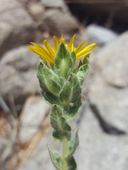 Heterotheca fulcrata
