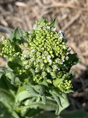 Thlaspi arvense