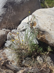 Heterotheca fulcrata