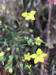 Hesperolinon breweri