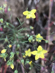 Hesperolinon breweri