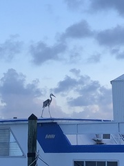 Ardea herodias occidentalis × wardi