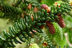 Abies pinsapo
