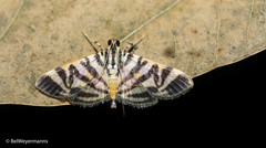 Spilomela discordens