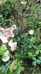 Candolleomyces candolleanus