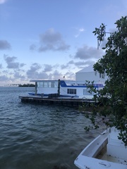 Ardea herodias occidentalis × wardi