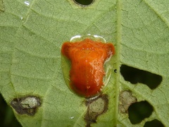 Charidotella tuberculata