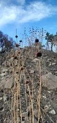 Leonotis nepetifolia