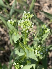 Thlaspi arvense