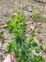 Artemisia gmelinii