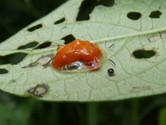 Charidotella tuberculata