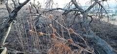 Leonotis nepetifolia
