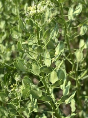 Thlaspi arvense