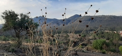 Leonotis nepetifolia