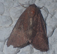 Condica viscosa